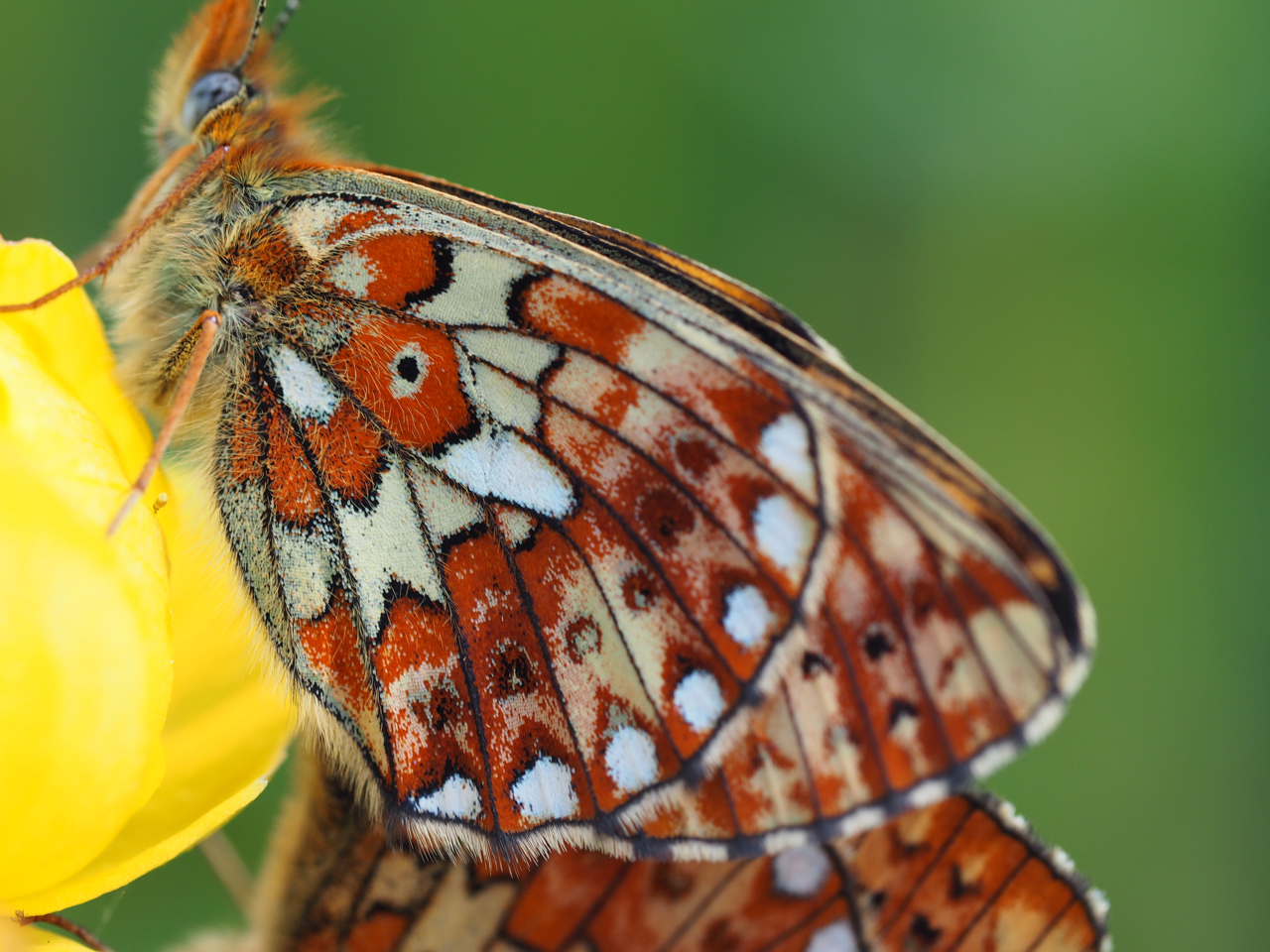 Öffnet die Seite 'Natur entdecken, verstehen und schützen'